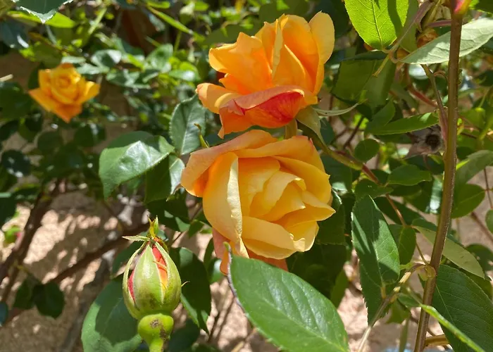 Du Mercadal Les Pujols Appartamento *