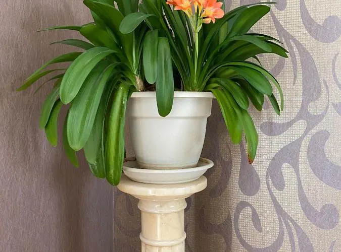 Du Mercadal Les Pujols Pamiers