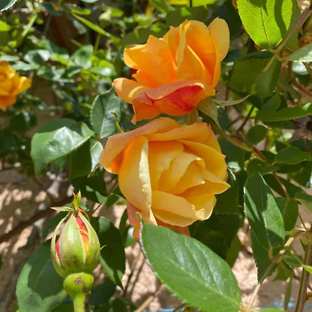 Du Mercadal Les Pujols Appartement *